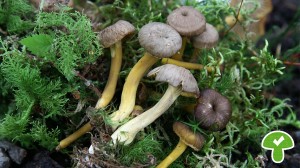 Trompetenpfifferling