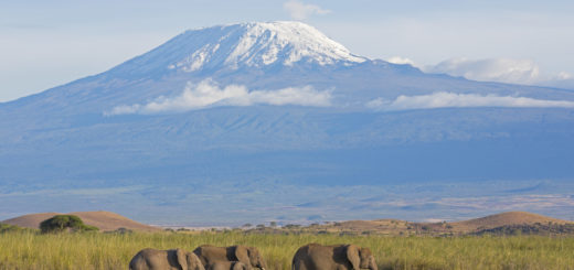 Kilimandscharo